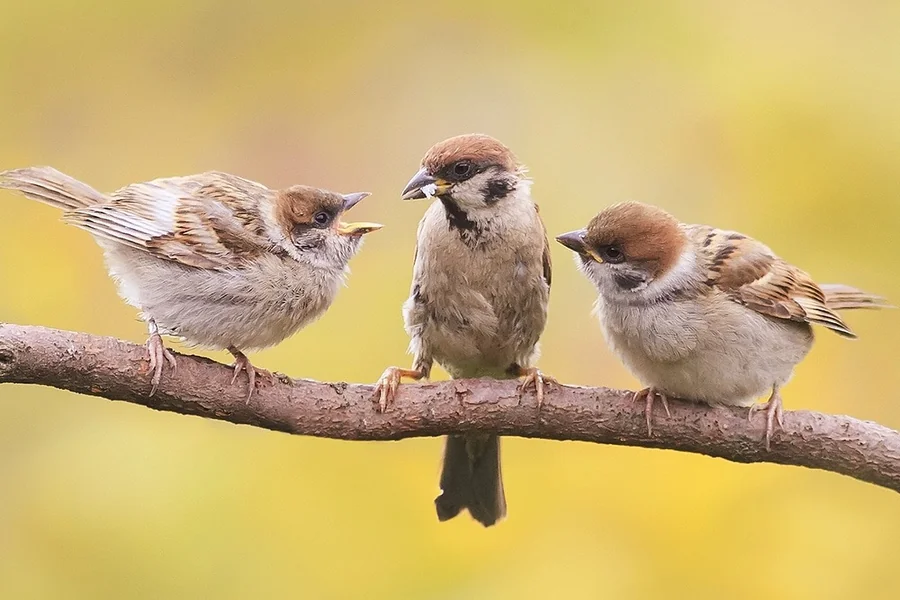 Sparrow Visiting You Spiritual Meaning