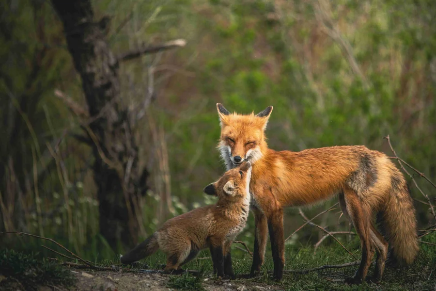 Fox Spiritual Meaning