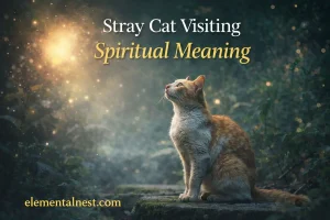 Stray Cat Visiting Spiritual Meaning