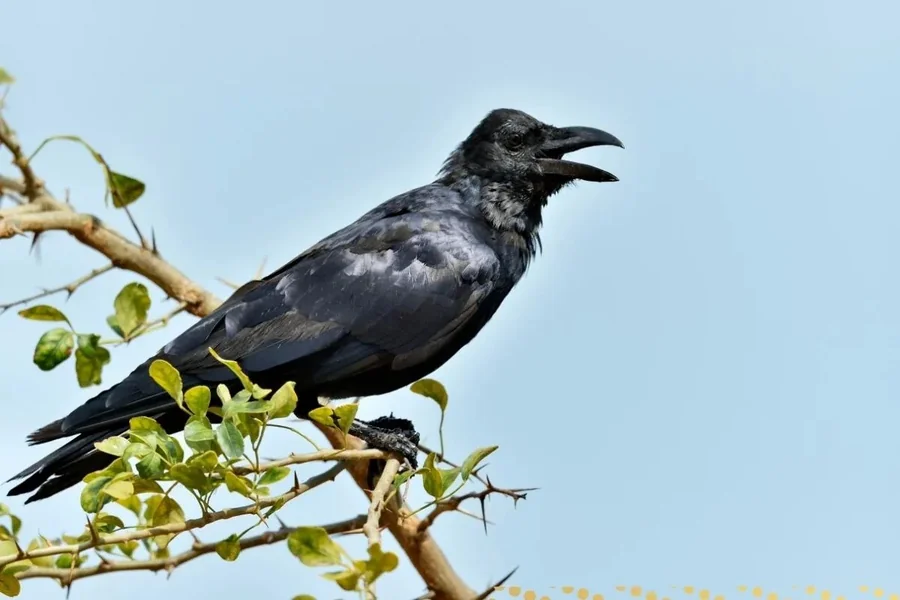 Crow Cawing Spiritual Meaning