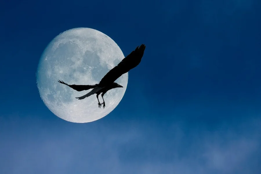 Crow Cawing Spiritual Meaning