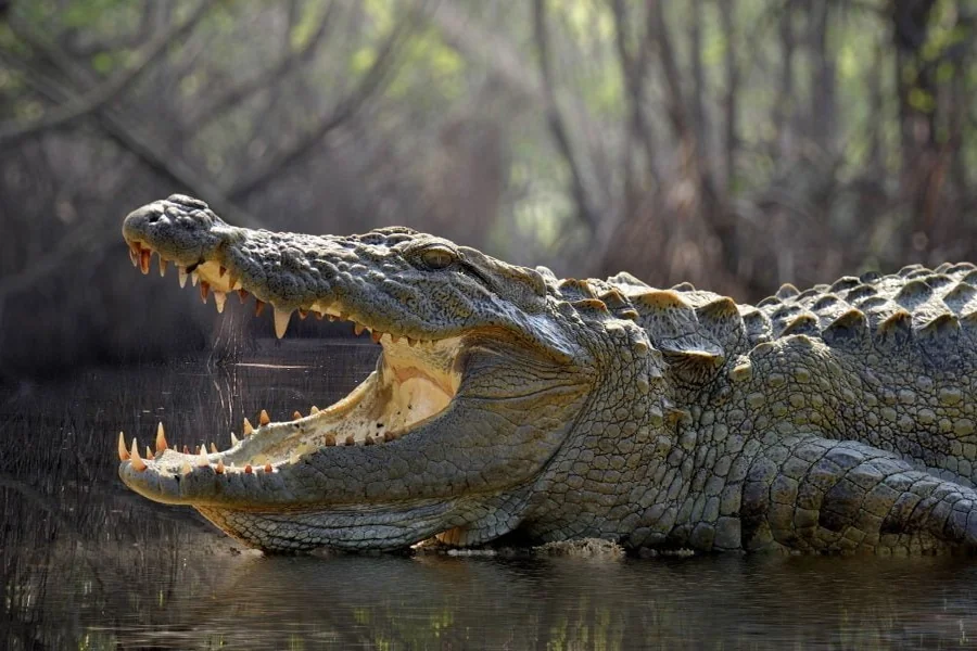 Alligator Spiritual Meaning