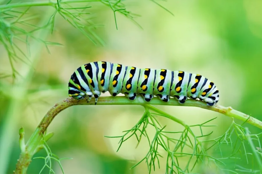 Caterpillar Spiritual Meaning
