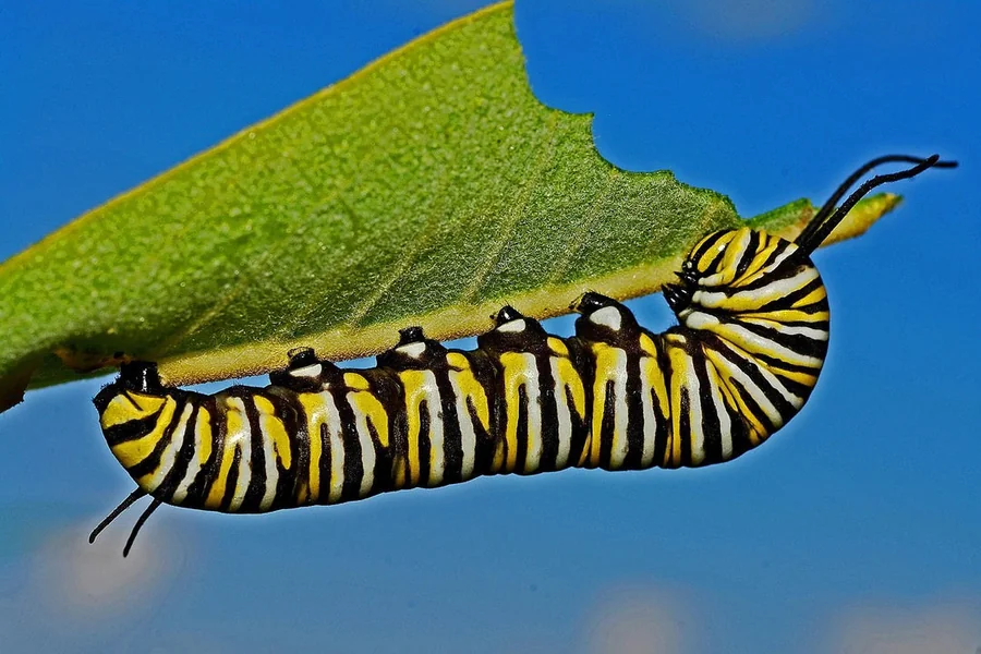 Caterpillar Spiritual Meaning