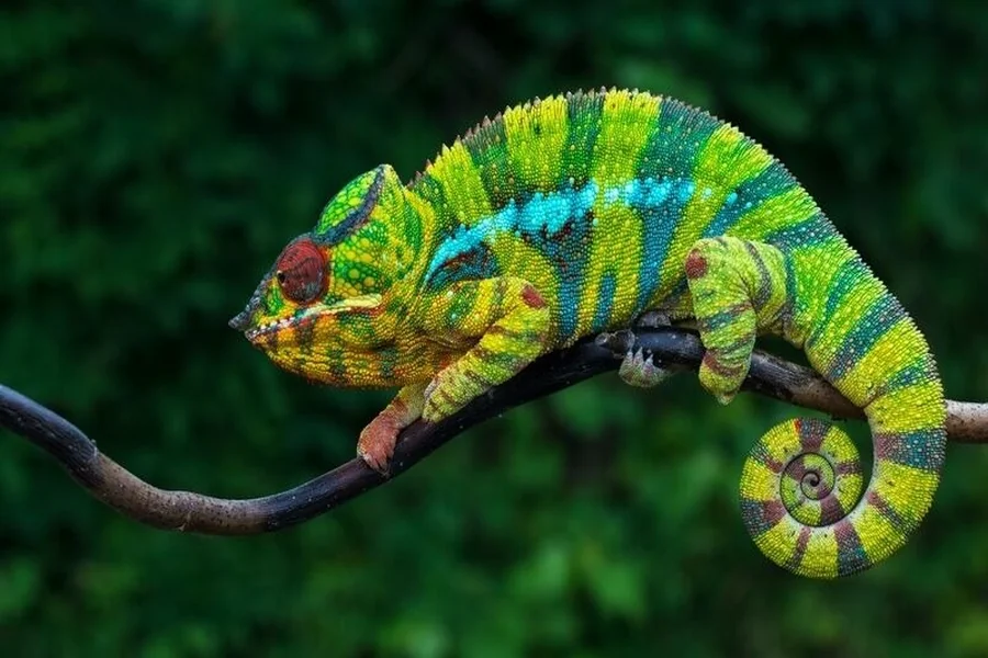 Chameleon Spiritual Meaning