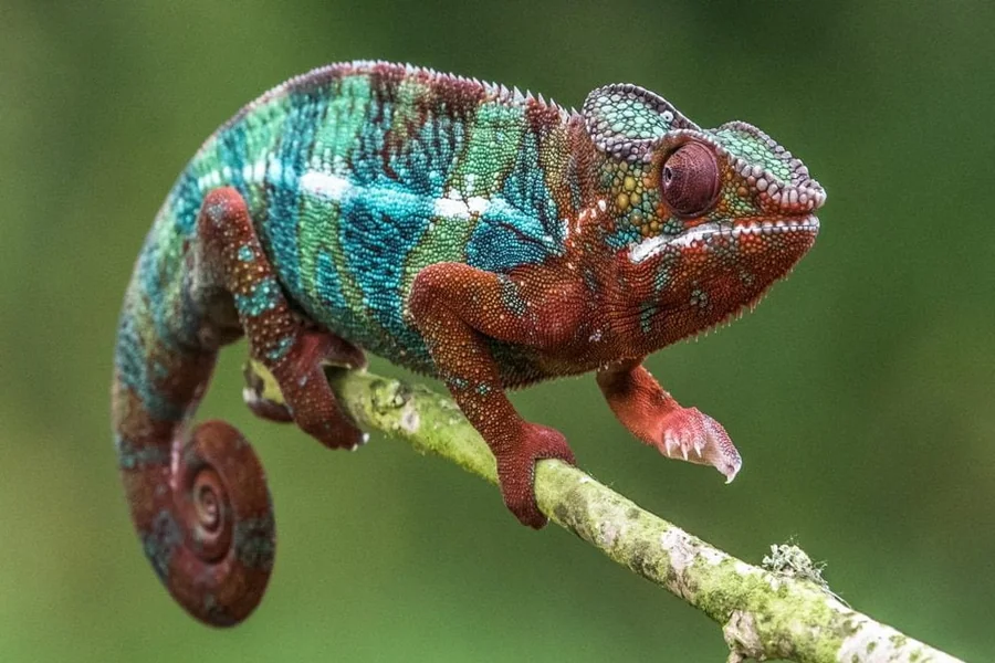 Chameleon Spiritual Meaning