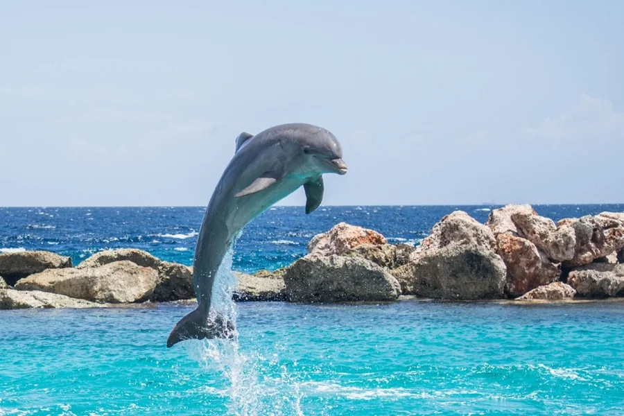 Dolphin Spiritual Meaning