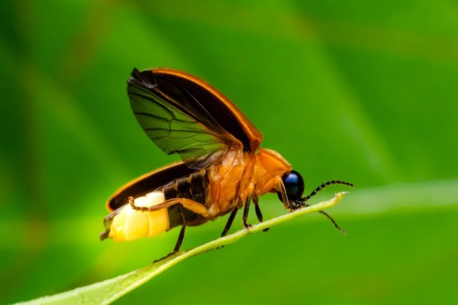 Firefly Spiritual Meaning