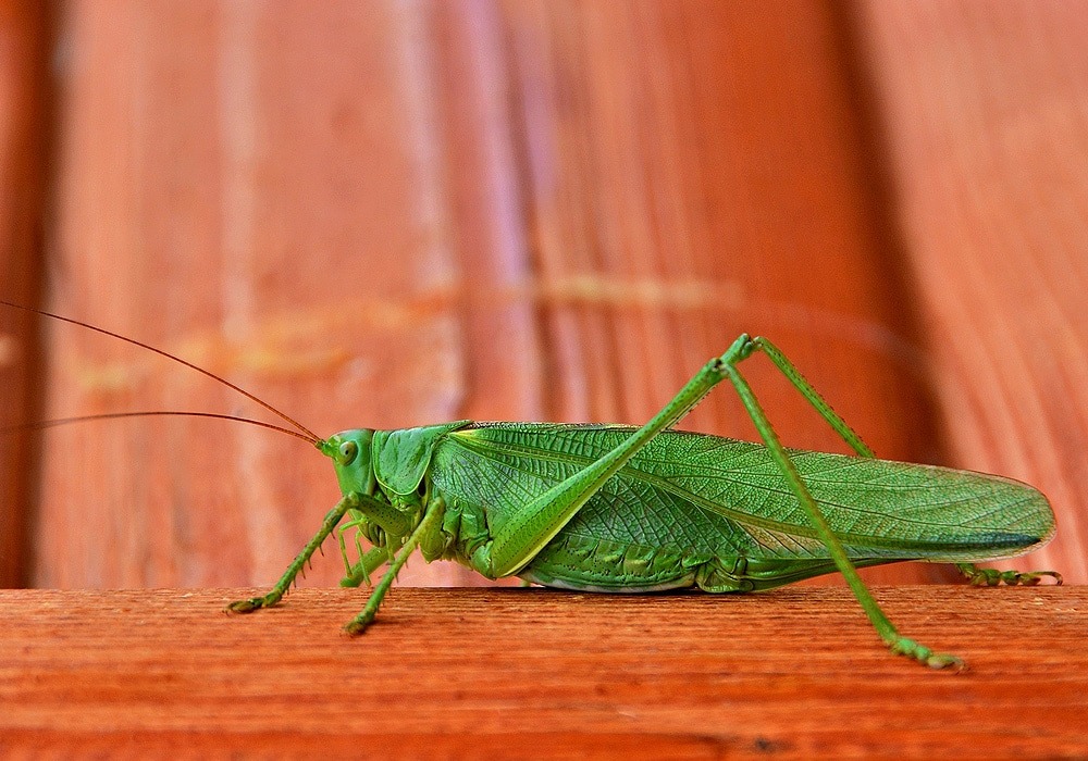 Grasshopper Spiritual Meaning
