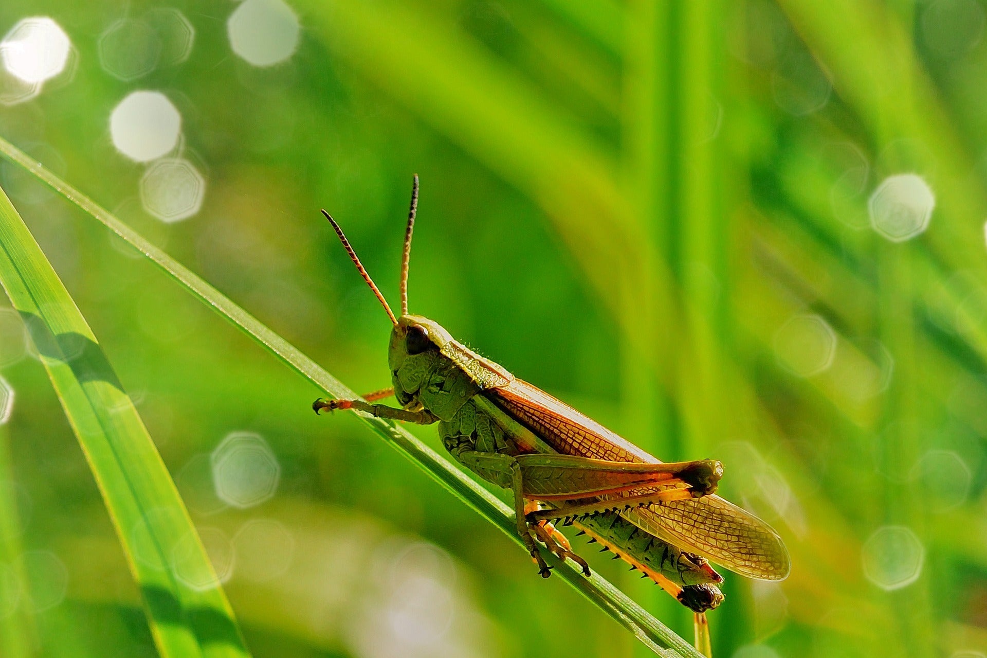 Grasshopper Spiritual Meaning