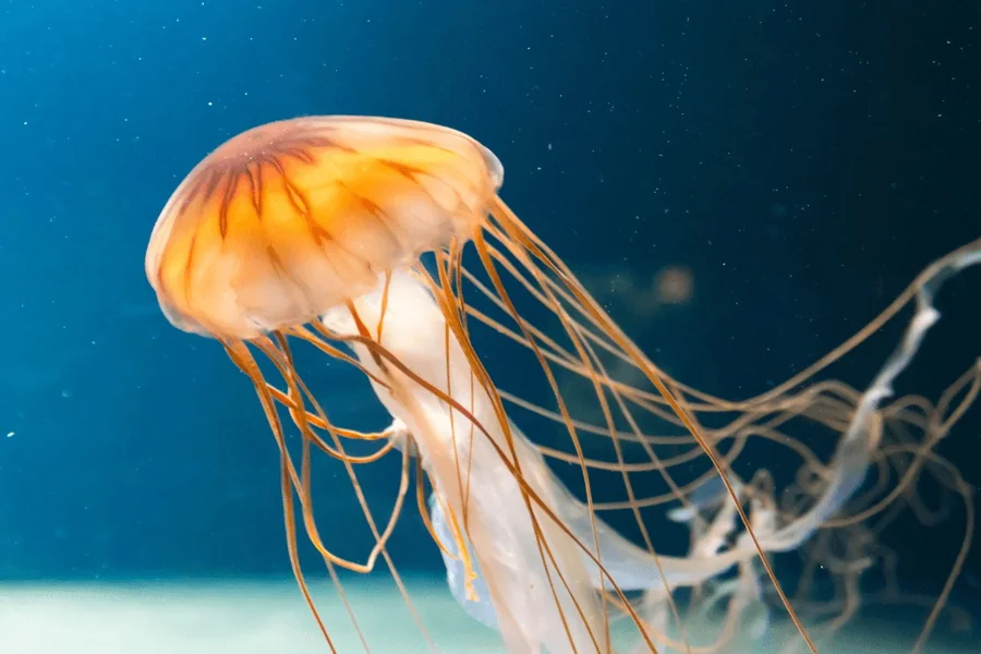 Jellyfish Spiritual Meaning