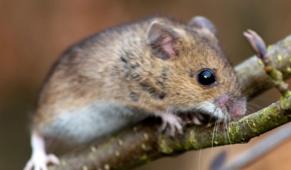 Mouse Spiritual Meaning