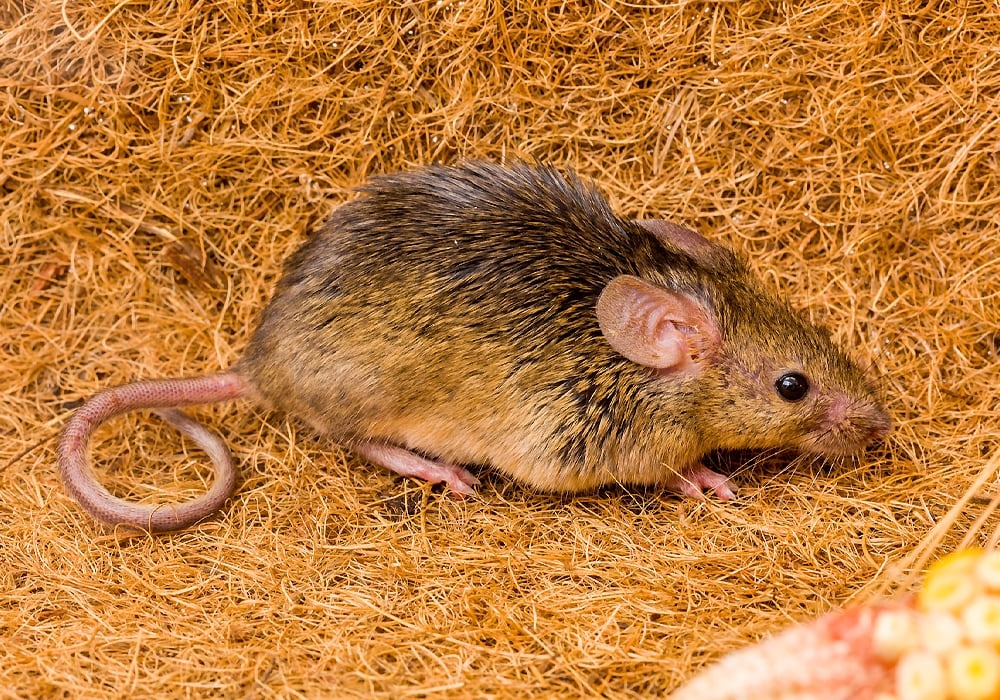 Mouse Spiritual Meaning