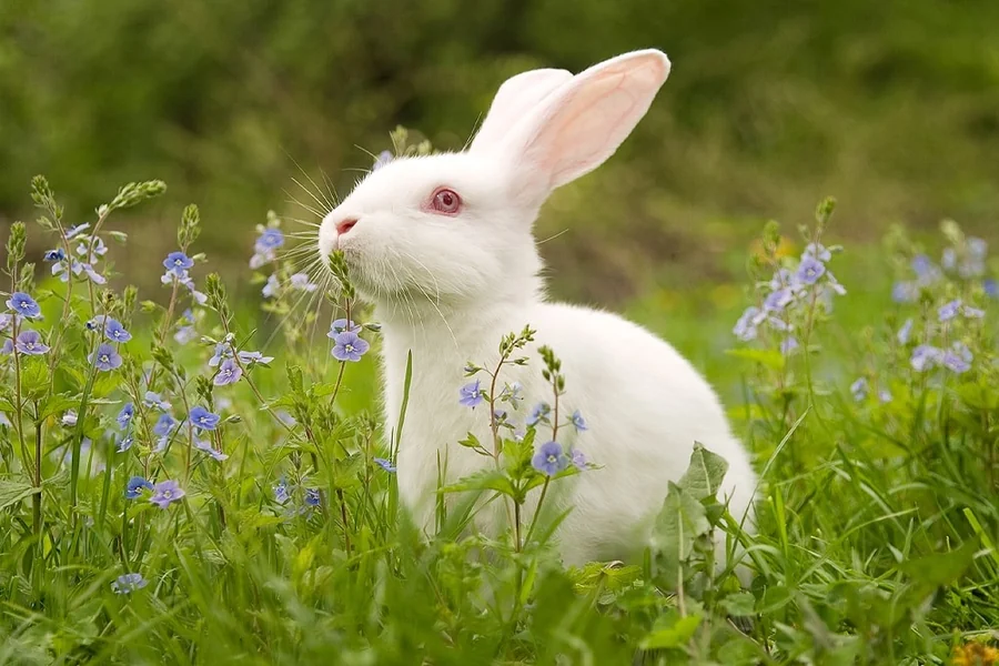 Rabbit Spiritual Meaning