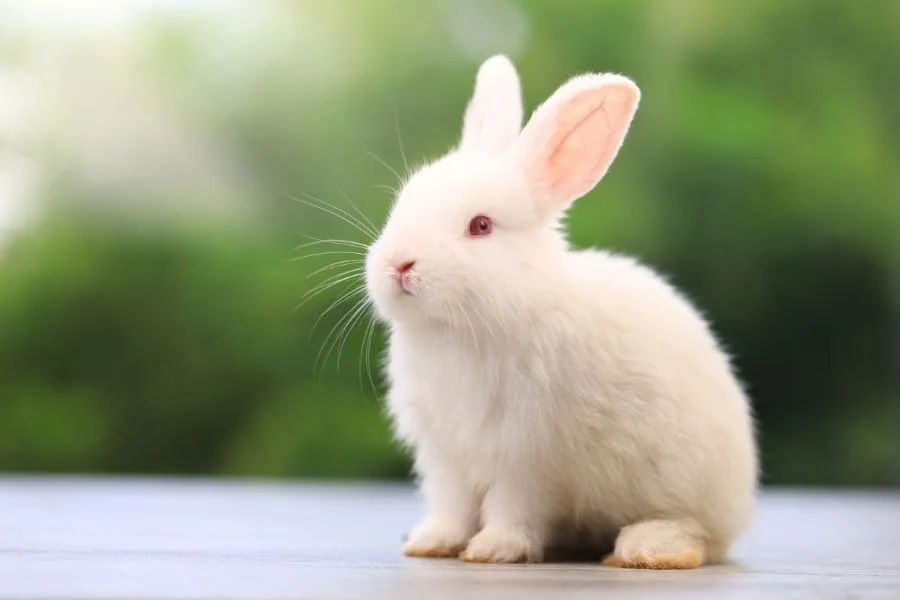 Rabbit Spiritual Meaning