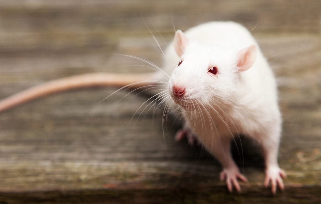 Rat Spiritual Meaning