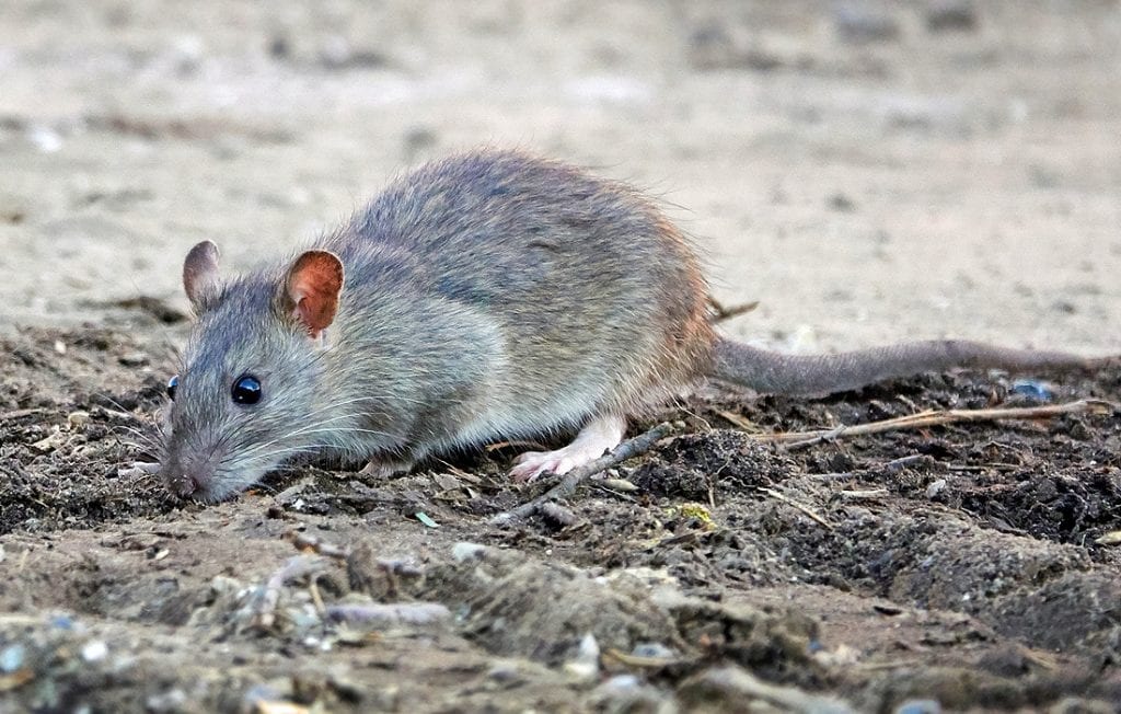 Rat Spiritual Meaning