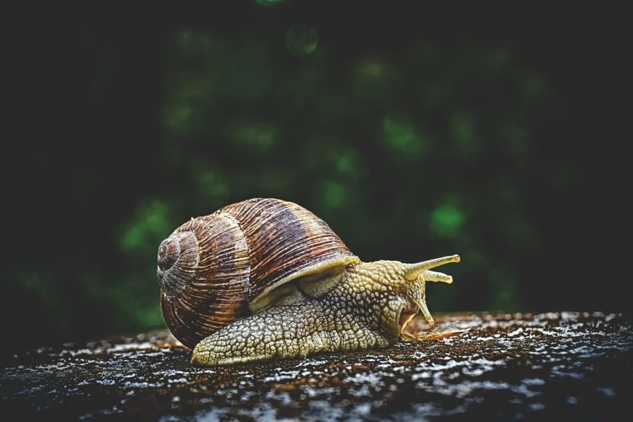 Snail Spiritual Meaning