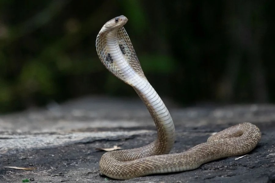 Snake Crossing Your Path Spiritual Meaning