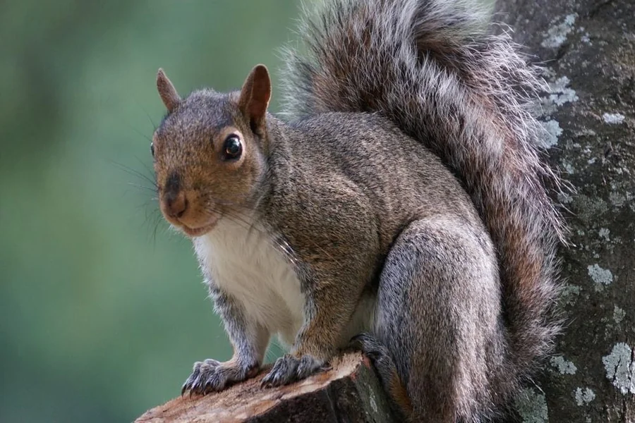 Squirrel Spiritual Meaning