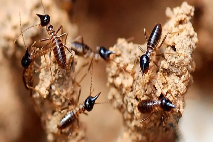 Termite Spiritual Meaning