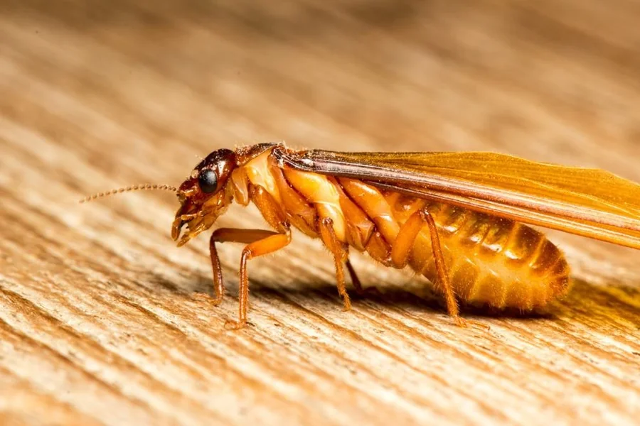 Termite Spiritual Meaning