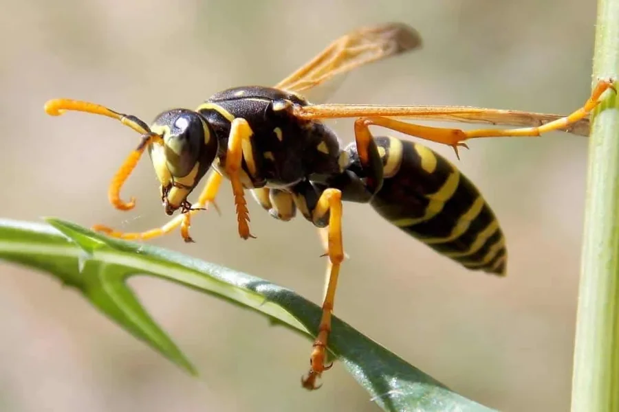 Wasp Spiritual Meaning