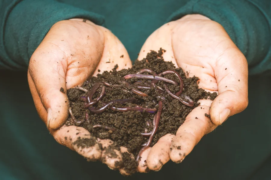 Worm Spiritual Meaning