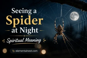 Seeing a Spider at Night Spiritual Meaning