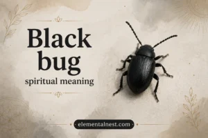 Black Bug Spiritual Meaning