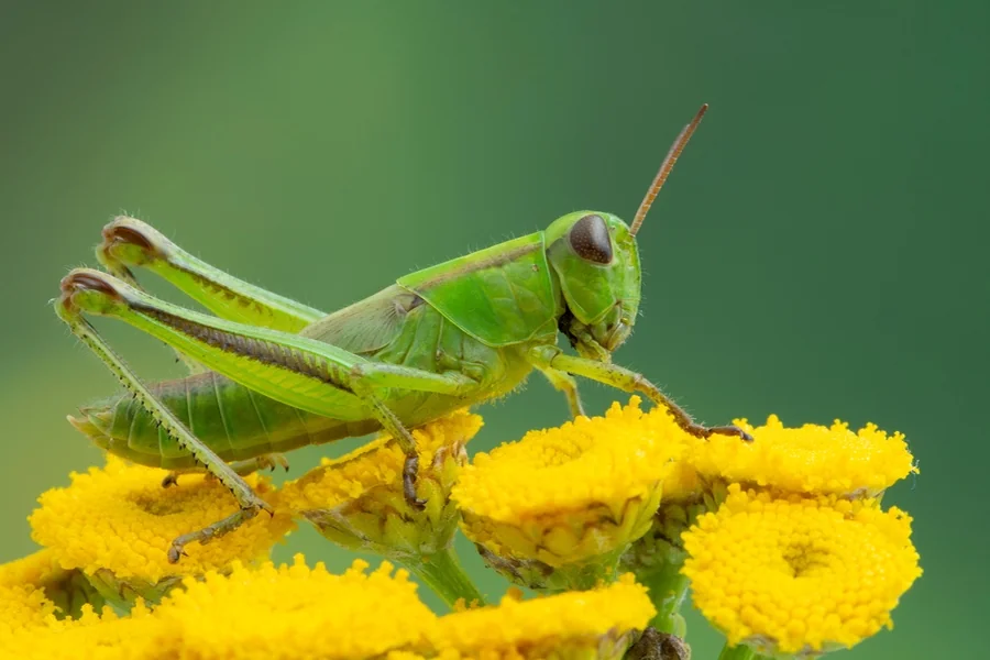 Grasshopper Landing on You Spiritual Meaning