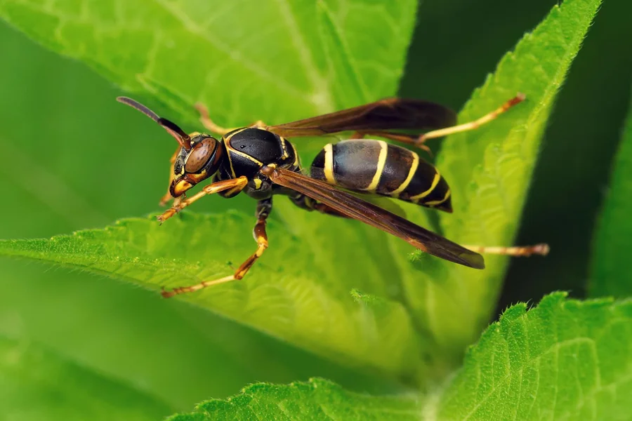 Insect Bite Spiritual Meaning