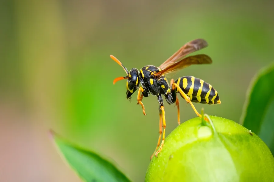 Wasp Dream Meaning