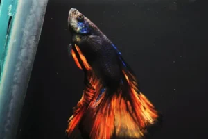 Betta Fish Care and Varieties