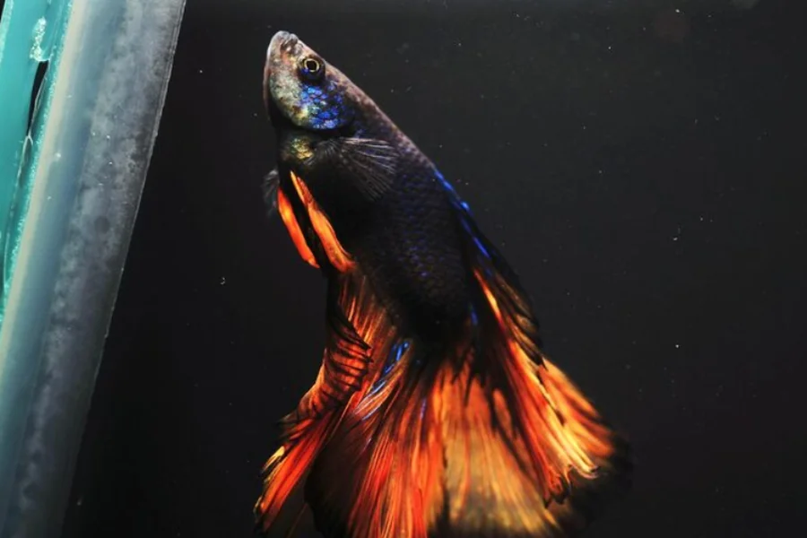 Betta Fish Care and Varieties