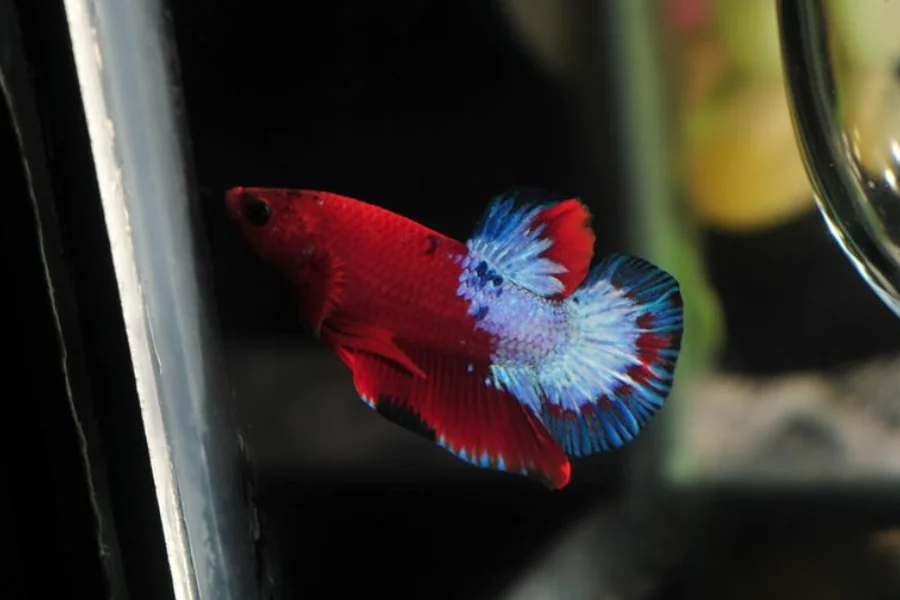 Betta Fish Care and Varieties