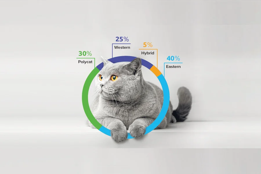 Cat’s Breed Through DNA Analysis