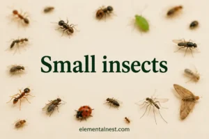 Small Insects Meaning