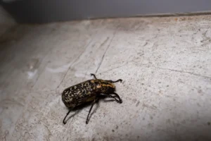 Household Pests