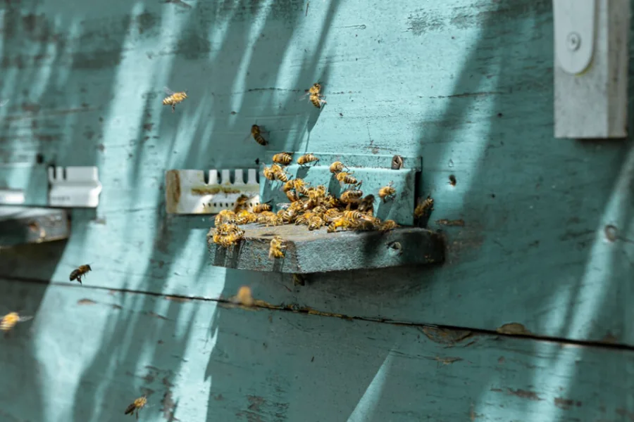 Household Pests