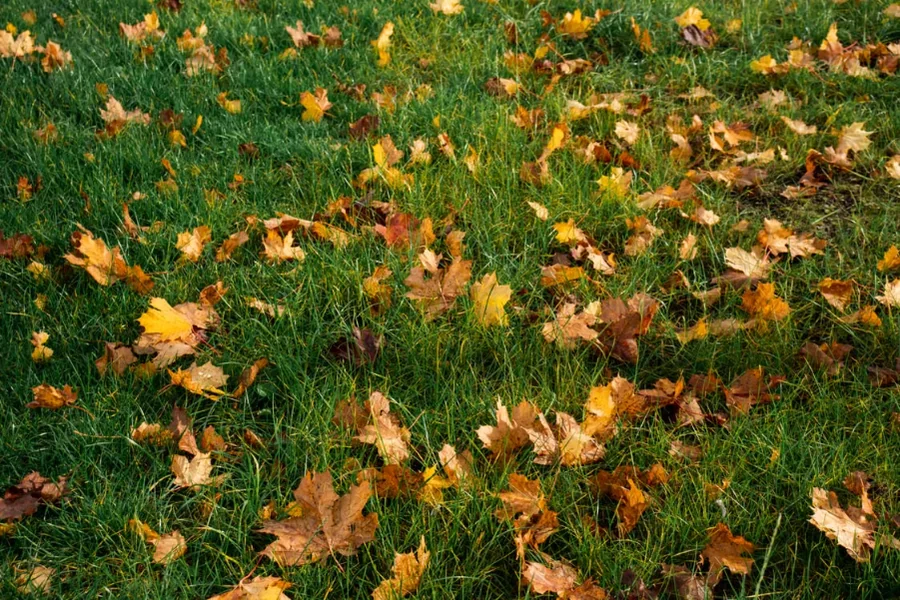 Lawn Care