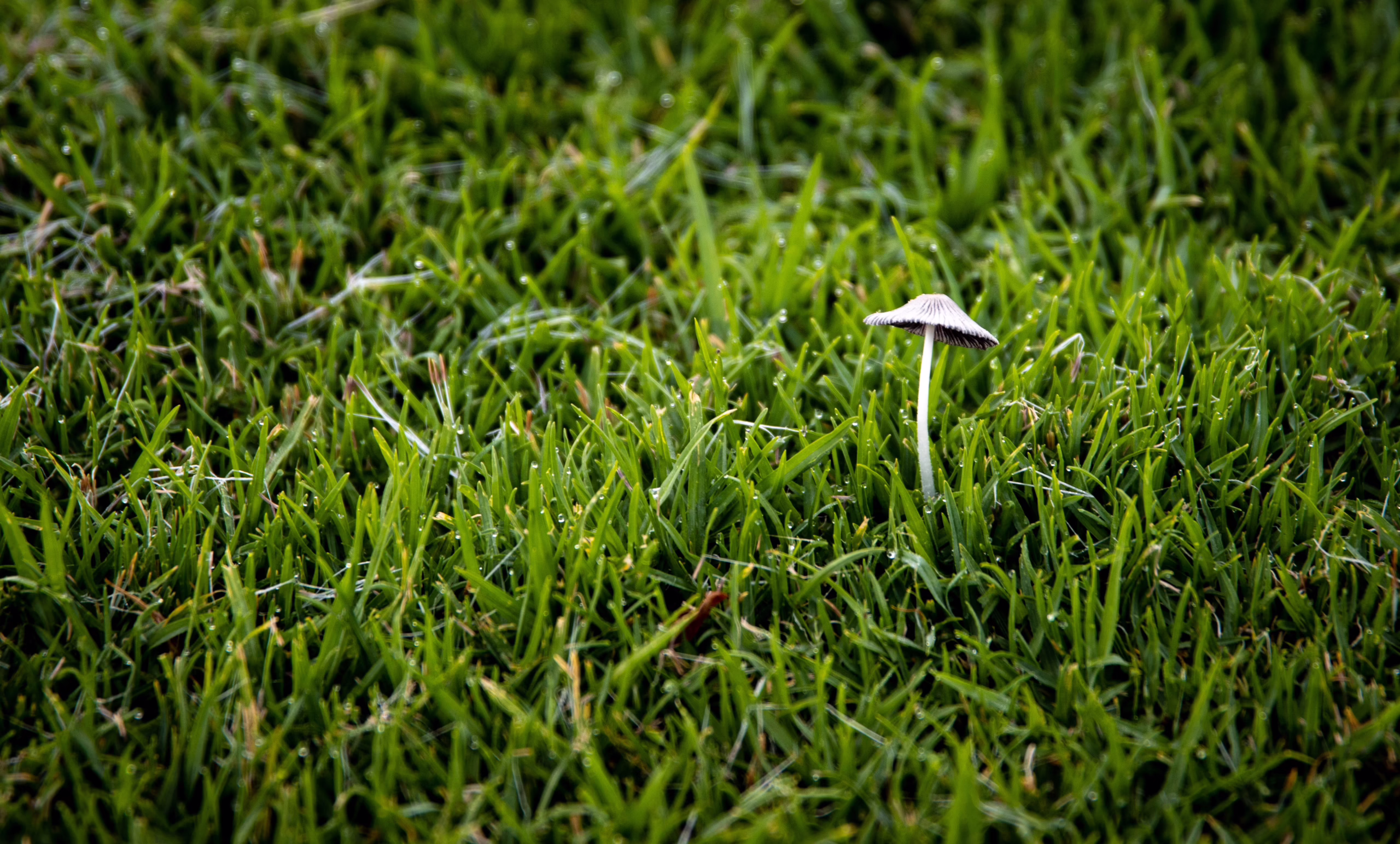 Lawn Care