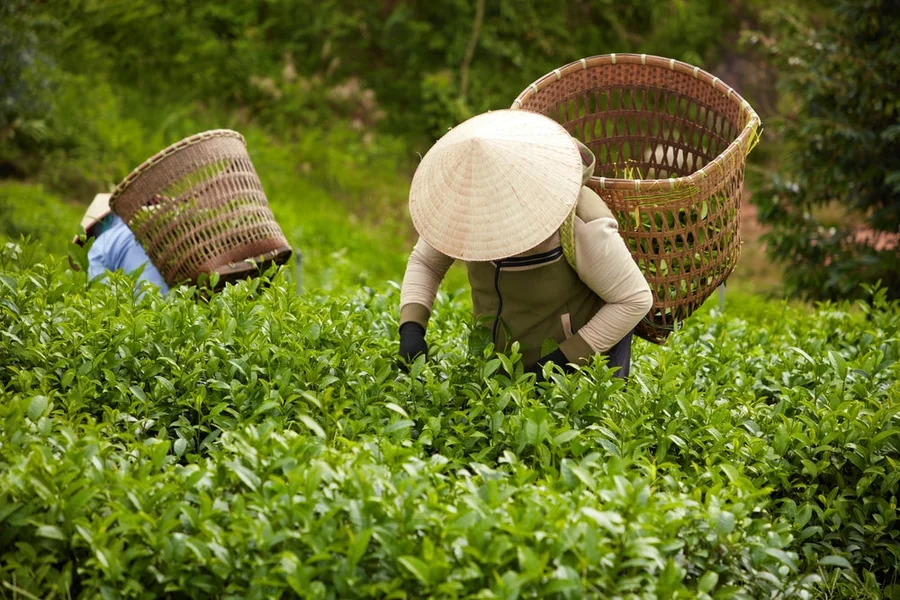 Japanese Matcha Powder